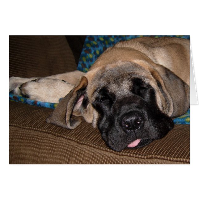 Surtido Adorable de tamaño excesivo (Anverso (Horizontal))