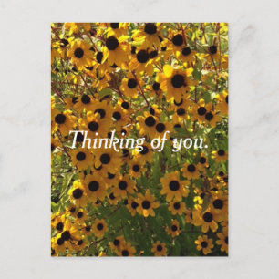 Susan Black Eyed Flowers pensando en tus postales