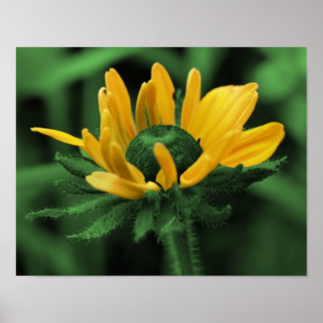 Susan Black Eyed Green Resumen Arte de Flores (Frente)