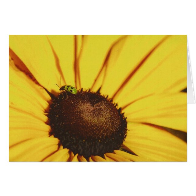 Susan Blue Ridge Black Eyed (Anverso (Horizontal))