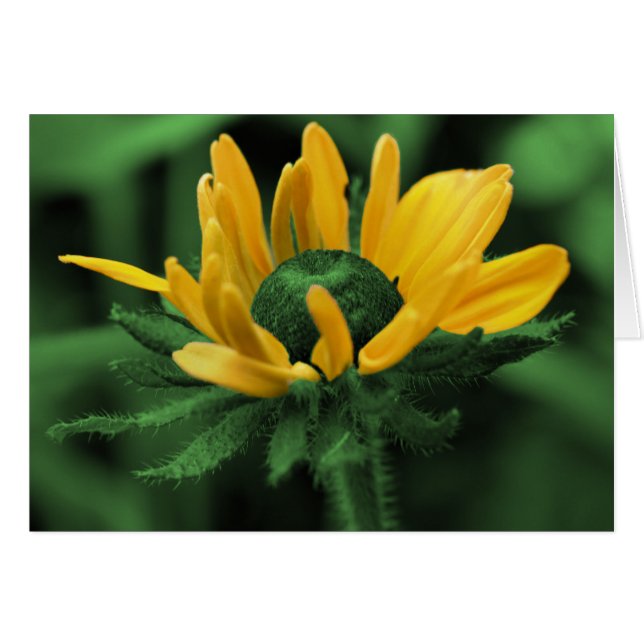 Susan De Ojo Negro En Tarjeta De Flor Verde (Anverso (Horizontal))