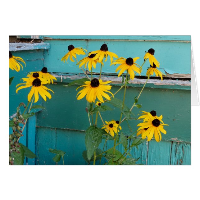 Susan observada negro (Anverso (Horizontal))