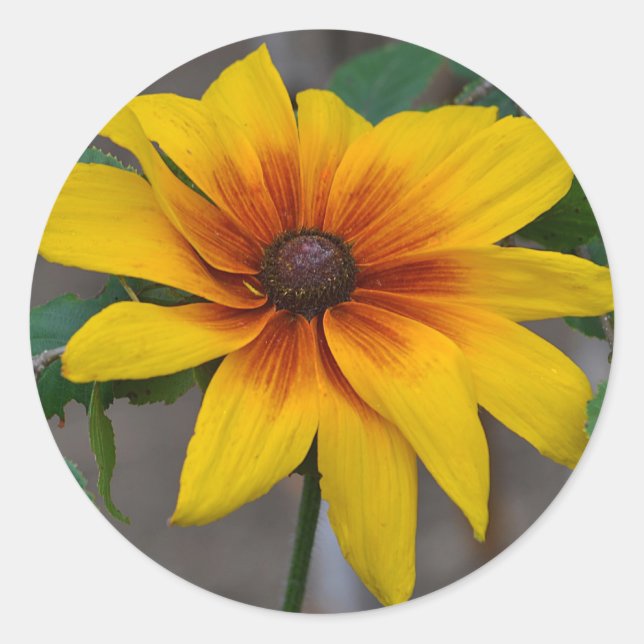 Susan Pegatina de ojos negros (Anverso)