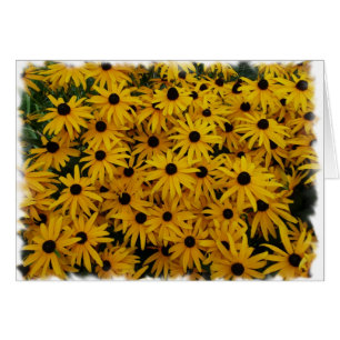 Susans observado negro