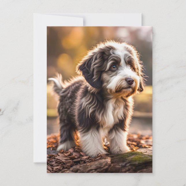 Süßer Aussiedoodle Welpe (Anverso)