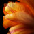 SNPhotography108