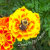 Cosmic T. Bee Designs