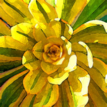 Desert Home Succulents and Cacti Art Collection