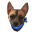 CHUBBY_CHIHUAHUAS