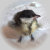 MyBirdTidi