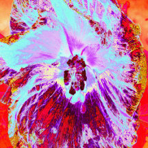 Abstract Tropical Aqua and Purple Hibiscus Flower