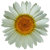 Flower Barrow