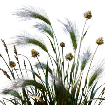 Golden Botanical Grass & Wildflower Collection