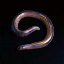 The Worm Collection