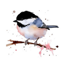 Chickadee