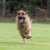 GSDsite German Shepherd Promotional/Gifts/Items