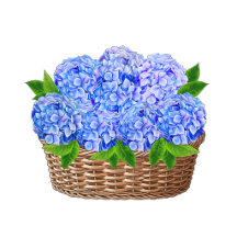 The Nantucket Blue Hydrangea Collection