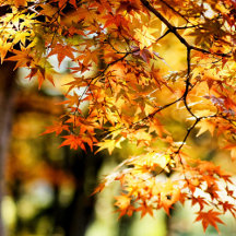 Autumn Leaves