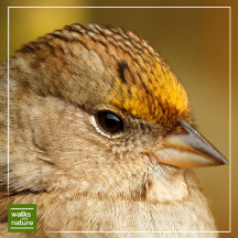 WWN Sparrows (Golden-Crowned)