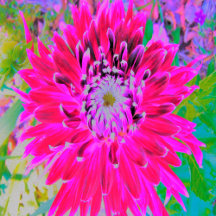 Dramatic Crimson Red and Pink Dahlia Flower