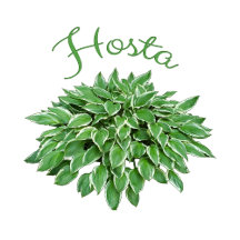 Hosta