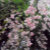 Pure Poppy Pixels