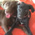 SmilesandWaggingTails