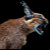 CARACAL CREATION