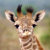 Digitalized - High Quality Nature Photography
