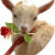 GOAT LADY!