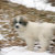 GreatPyrPuppy