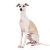 WhippetGoods