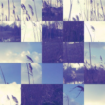 Promote your puppies