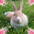 Fuzzy Bunny Rescue