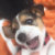 QRBeagleImages