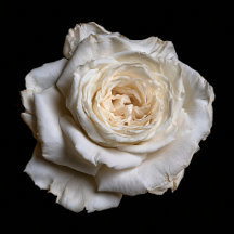 Elegant Rose Collection on Black