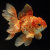 Birds_Fish_Bunnies