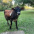 LittleCreekFarm