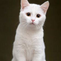 Cat Memorial Pillow – Forever in Our Hearts