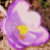 Raintree Earth Designs