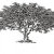 Genealogy & Family Reunions