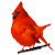 CardinalCreations