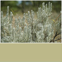 Sage Green Solid Color