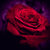 Alondra's Photography & Graphic Art Gifts