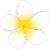 White_Petals