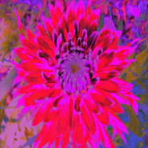 Abstract Magenta, Purple and Red Dahlia Flower