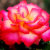 Art_Blossoms