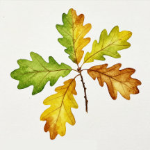 Watercolor leafs illustrations