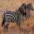 SafariStory