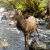 Isle_of_Skye_Nature